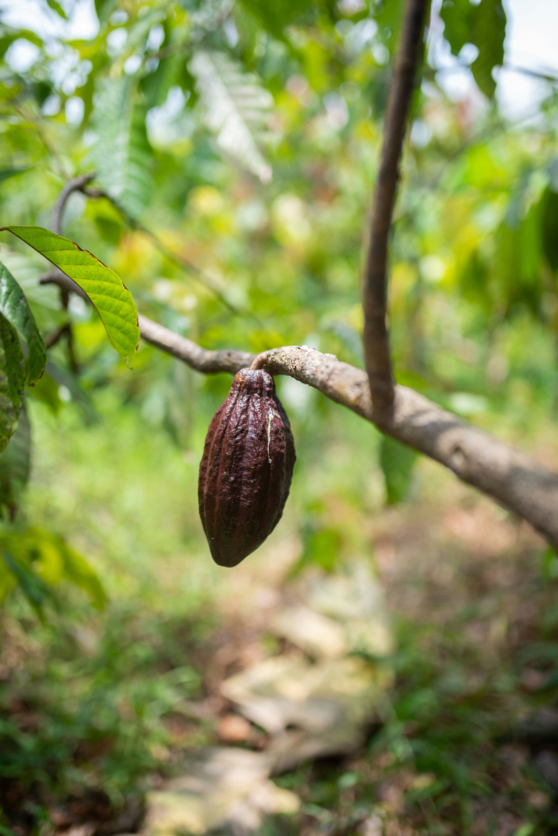 Organic Chocolate & Why It's Important